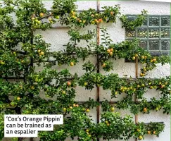  ?? ?? ‘Cox’s Orange Pippin’ can be trained as an espalier