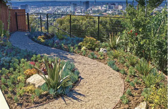  ??  ?? ( ABOVE) TO PROTECT THE HOME FROM FIRE HAZARDS, CATHERINE MADE A SAFETY ZONE BETWEEN THE HOUSE AND THE HILL WITH NO SHRUBS. THE CURVY GRAVEL PATH IS LINED WITH COLORFUL SUCCULENTS SUCH AS AGAVE, ALOE, AEONIUM AND SENECIO. ( BELOW) KANGAROO PAW IN THE FOREGROUND AND ELEPHANT EAR SUCCULENT IN THE BACK FRAME THE WALKWAY.