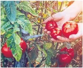  ??  ?? ● The pick of the crop – you will love growing your own tomatoes