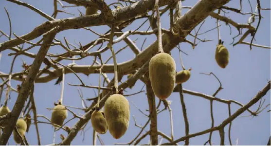  ?? ?? e baobab fruit can be grounded into powder where it is used to cook porridge and sadza.