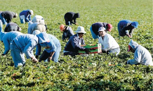  ??  ?? Après avoir fait la cueillette des petits fruits durant l’été, plusieurs travailleu­rs étrangers restent au pays pour cueillir les pommes à l’automne.