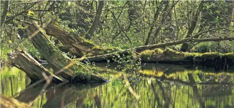  ?? FOTOS (5): JULIA ZUEW ?? In Nähe der Molzmühle beginnt ein Pfad, der entlang der Schwalm durch den Bruchwald führt.