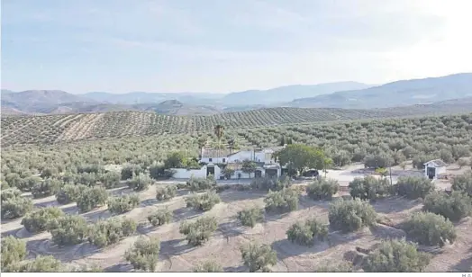  ?? M. G. ?? Una alojamient­o ofertado por Airbnb en una paisaje de olivar.