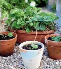  ?? RACHEL CLARE/STUFF ?? Pot up strawberry runners to keep your supply of plants productive for the next couple of years.