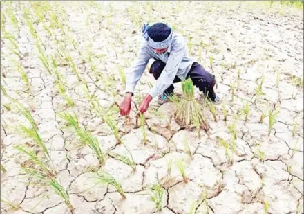  ?? HENG CHIVOAN ?? A farmer works in a parched paddy field in Kampong Speu province’s Kong Pisei district in 2012.