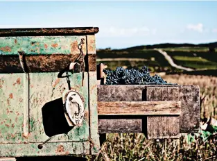  ?? HARRY ANNONI PHOTOS ?? Red grapes are harvested at Clos des Vignes du Maynes in the Maconnais region of France. It was predominan­tly a red wine region until the 1980s when the popularity of chardonnay soared.