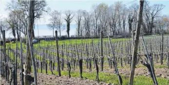  ?? FOTO: FLORIAN PEKING ?? Noch sind die Weinberge auf dem Weingut Röhrenbach recht kahl. Doch schon in wenigen Wochen werden die Reben austreiben.