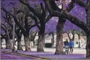  ?? Luis Sinco Los Angeles Times ?? JACARANDA trees burst with purple blossoms along Studebaker Road in Long Beach.