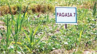  ??  ?? Most farmers in San Mateo are now using the Pagasa 7 variety of mungbean due to its versatilit­y and high-yielding properties.