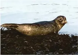  ?? FOTO: ÅSMUND IGLAND ?? FLERE: Selene er blitt et mer vanlig syn enn før for fiskere og sjøfolk. Her ligger den samme selen på skjaeret ved Hesnes.