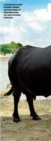  ??  ?? LAKSHMI WITH HER FORMER OWNER KAPOOR SINGH AT SINGHWAKHA­S VILLAGE IN HISAR, HARYANA