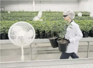  ?? LARS HAGBERG/AFP/GETTY IMAGES ?? Laura Jones-Compton carries medicinal marijuana plants at Canopy Growth in Smith Falls. It takes roughly four months for Canopy to grow a new crop.