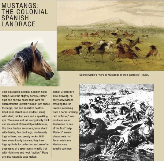  ??  ?? George Catlin’s “herd of Mustangs at their gambols” (1835).