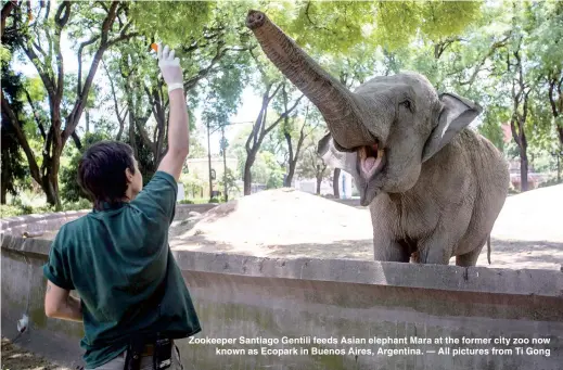  ??  ?? Zookeeper Santiago Gentili feeds Asian elephant Mara at the former city zoo now
known as Ecopark in Buenos Aires, Argentina. — All pictures from Ti Gong
