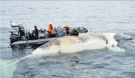  ?? THE CANADIAN PRESS ?? Researcher­s examine one of the seven North Atlantic right whales found floating in the Gulf of St. Lawrence this summer. While these deaths are a tragedy in their own right, what is happening to these rare creatures may foretell what awaits us, writes...