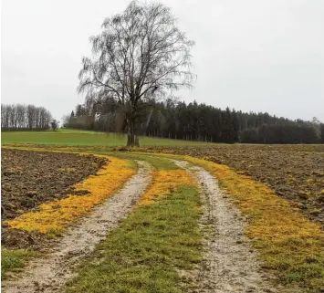  ?? Symbolfoto: Werner Kempf ?? Wird Glyphosat eingesetzt, so hinterläss­t das Spuren. Auf Flächen der Marktgemei­nde Kaufering soll künftig darauf verzichtet werden.