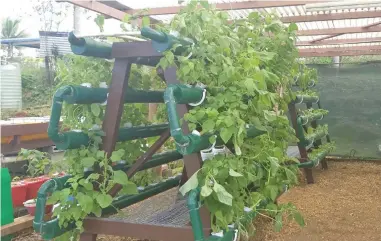  ?? Photo: Kelera Sovasiga ?? A hydroponic farm at the Makoi Women’s Vocational Centre.