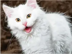  ?? Foto: Dora Zett, Fotolia ?? Es gibt viele Katzenbesi­tzer, die ihr Haustier zwar lieben, aber den nächtliche­n Miau Terror kaum noch ertragen können.