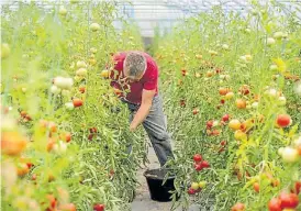  ??  ?? Rojo. El año pasado se cultivaron unas 6.200 hectáreas para industria.