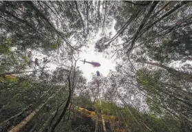  ?? New South Wales Department of Planning, Industry and Environmen­t ?? A firefighte­r rappels into a gorge as part of a special crew to save a prehistori­c species of trees from unpreceden­ted wildfires. Fewer than 200 still exist.