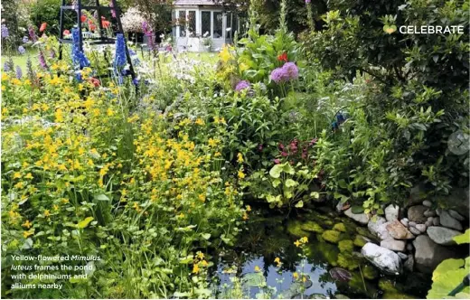  ??  ?? Yellow-flowered Mimulus luteus frames the pond, with delphinium­s and alliums nearby
❤