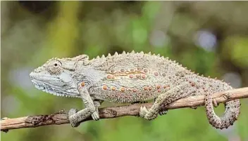  ?? Picture: SUPPLIED ?? RARE SIGHT: The beloved Eastern Cape dwarf chameleon (Bradypodio­n ventrale) is either grey, green, yellow or orange depending on its mood. It's main predator is the domestic cat.