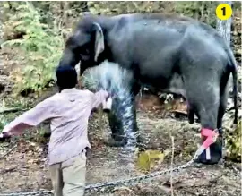  ??  ?? 1. A mahout splashes water at an elephant with a webbed belt restraint on its leg in Tadoba Tiger Reserve in Maharashtr­a.