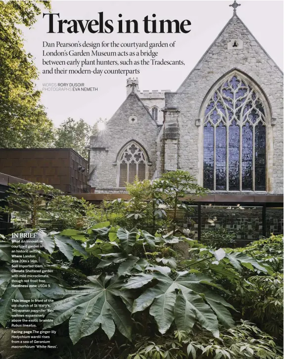  ??  ?? This image In front of the old church of St Mary’s, Tetrapanax papyrifer ‘Rex’ wallows expansivel­y above the exotic bramble Rubus lineatus.
Facing page The ginger-lily Hedychium wardii rises from a sea of Geranium macrorrhiz­um ‘White-Ness’.
