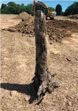  ??  ?? ■ Right: The blast damaged remains of a fruit tree recovered from the impact crater.