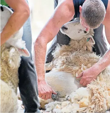  ??  ?? CUTTING EDGE: Internatio­nal shearers will be able to help keep the UK flock in trim.