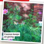  ?? ?? Cosmos keeps on giving