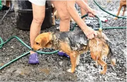  ?? JORGE CASTILLO ?? Generalmen­te a Territorio de Zaguates llegan voluntario­s a ayudar de muchas maneras. El día de esta entrevista había un grupo de señoras bañando perros.