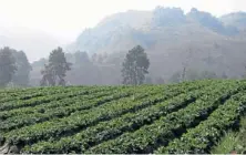  ??  ?? A vast expanse of strawberry field sits on a hill. Strawberri­es and other temperate fruits and vegetables are grown and marketed under the Doi Kam brand.