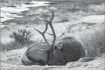  ??  ?? An elk rests at Mammoth Hot Springs in Yellowston­e.