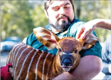  ?? ASSOCIATED PRESS ?? IN THIS PHOTO PROVIDED BY THE AUDUBON NATURE INSTITUTE, staffers at the Freeport-McMoRan Audubon Species Survival Center welcome a female bongo calf born on the morning of Dec. 11, the first animal to be conceived and born at the Species Survival...