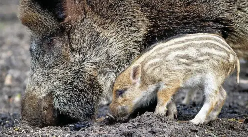  ?? ARCHIV-FOTO: PATRICK PLEUL / DPA ?? Seit Jahren explodiert der Schwarzwil­dbestand im Hainich, weil die Schwarzkit­tel im Wald und den umliegende­n Feldern beste Nahrungsbe­dingungen vorfinden (Symbolbild).