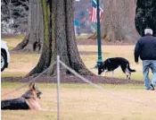  ?? JIM WATSON/GETTY-AFP ?? First dogs Champ, left, and Major Biden are seen Jan. 25 on the South Lawn of the White House.