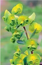  ??  ?? Laptele-cucului verde iarna (Euphorbia amygdaloid­es ssp. robbiae) se mai numește și laptele-cucului balcanic. Tufa formează covoare dese. Nu suportă un loc însorit, așa că dacă este nevoie amplasați alături elemente care creează umbră, din vreascuri de molid