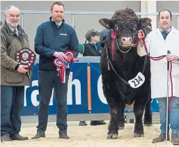  ?? Pictures: Wullie Marr. ?? Top: Overall and intermedia­te champion at the pre-sale show of Simmentals at Stirling, Wolfstar Jackaroo, from the King family of Ormiston; middle: one of the bulls in the show; above: champion Saler bull Strathalla­n Navigator from Dunblane breeder Murray Lyle.