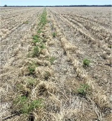  ?? PHOTO: CONTRIBUTE­D ?? WEED SEEDS: A version of HWSC in a former chickpea block using a CTF system.