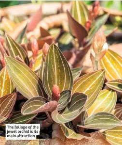  ??  ?? The foliage of the jewel orchid is its main a raction