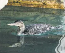  ?? ?? TRYING ITS LUCK: This yellow-billed loon swims blissfully unaware of the sensation it was causing at a Las Vegas casino.