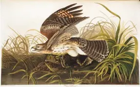  ??  ?? John James Audubon (1785-1851), The Winter Hawk (Plate LXXI) (Circus hyemalis), handcolore­d etching, 26 x 39”