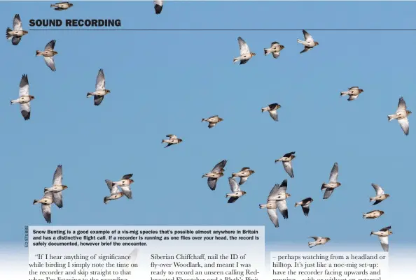  ??  ?? Snow Bunting is a good example of a vis-mig species that’s possible almost anywhere in Britain and has a distinctiv­e flight call. If a recorder is running as one flies over your head, the record is safely documented, however brief the encounter.