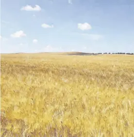  ?? CÓRDOBA ?? La propiedad muestra con esta foto que la zona estaba sembrada de trigo.