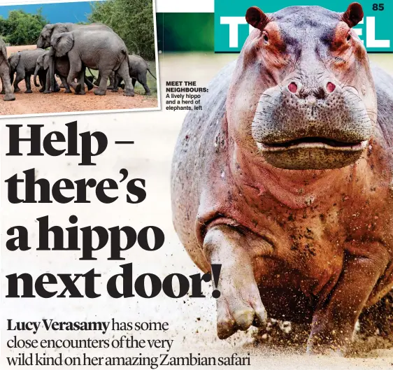  ??  ?? meet the neighbours: A lively hippo and a herd of elephants, left