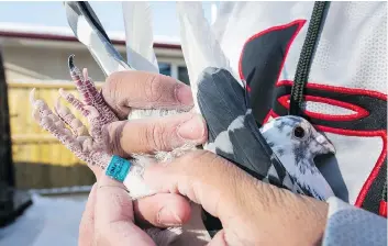  ??  ?? The band on the bird’s leg triggers a signal upon arrival home, which allows for its speed to be calculated.