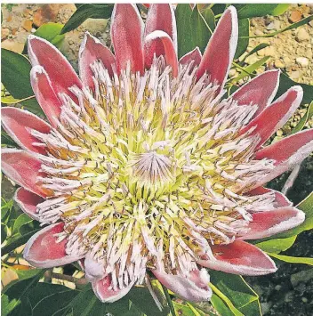  ?? FOTOS: ARNE CLAUSSEN/SABINE ETGES (HHU) ?? Die Königs-Protee ist wegen ihrer Schönheit die Wappenblum­e Südafrikas und zurzeit im Südafrikah­aus des Botanische­n Gartens zu bestaunen.