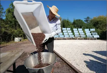  ?? ?? Electronic­s engineer Antonio Durbe pours freshly toasted coffee beans into a cooling basket at his solar light coffee roaster plant.