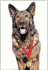  ?? SUBMITTED PHOTO/PURINA ANIMAL HALL OF FAME ?? Arik, an eight-year-old German shepherd from Baddeck, wears his medal of honour after being inducted into the Purina Animal Hall of Fame on Monday. The former police dog and his teenaged owner Calvin Kuchta tracked down an elderly man who’d broken his...